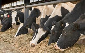 Dairy cows eating