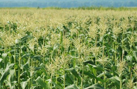 Cornfield in the USA