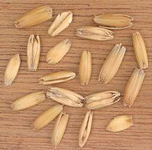 Oat grains in their husks