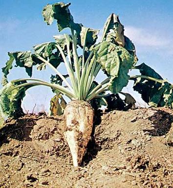 Sugar Beet Plant