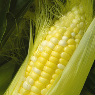 corn gmos 310