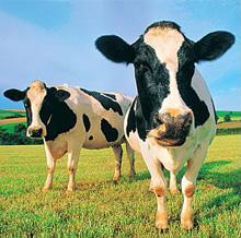 dairy cows