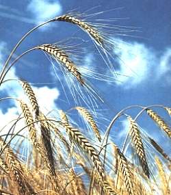 Emmer wheat