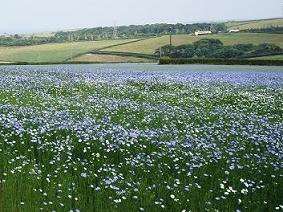 A field of linseed