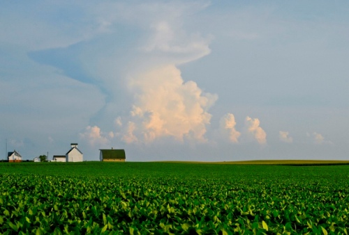 field-of-soybeans1