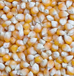 maize-feed