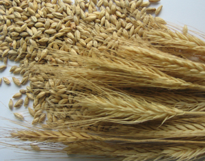 Barley malt extract