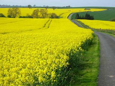 oilseed rape crop