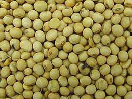 soya beans