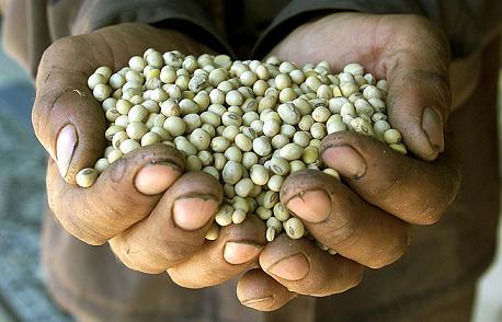 Genetically modified soybeans in Romania