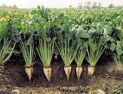 sugar beet plants